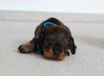 /album/fotogalerie-vrhu-i/i-litter-3-weeks-ivanhoe-001-jpg/